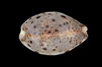 藏品(山貓寶螺)的圖片